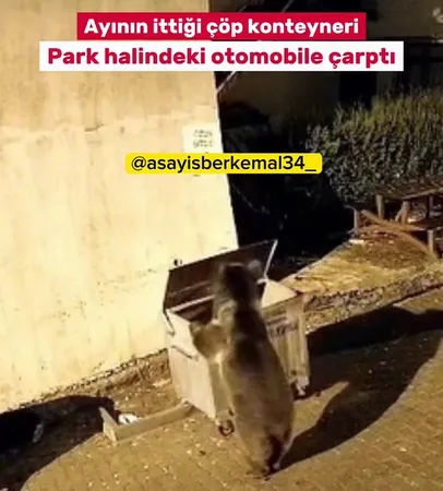 Ankara'da Şehre İnen Ayının İttiği Çöp Konteyneri Park Halindeki Otomobile Çarptı
