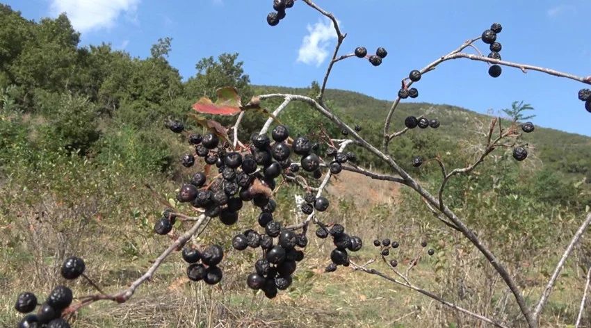 Oğlunun tavsiyesiyle ''süper meyve'' yetiştirdi; kapış kapış satılıyor! — 4. fotoğraf