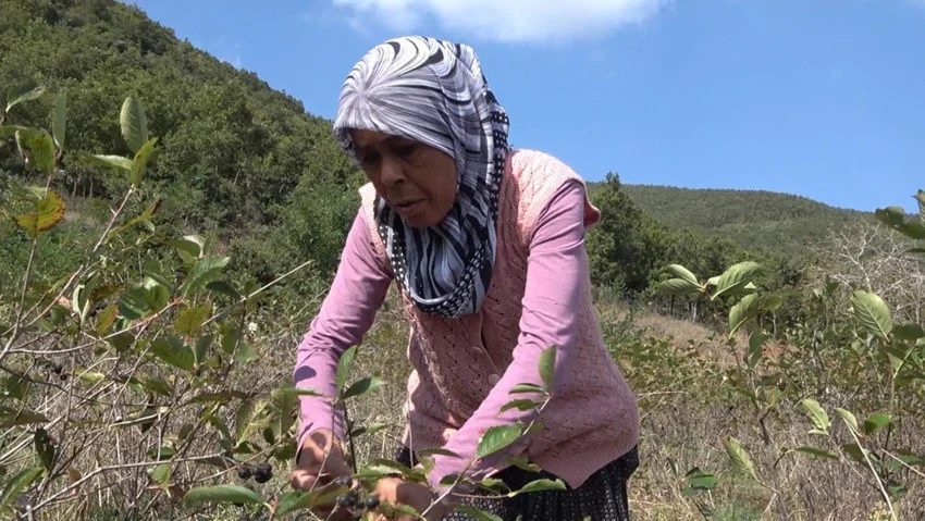 Oğlunun tavsiyesiyle ''süper meyve'' yetiştirdi; kapış kapış satılıyor! — 7. fotoğraf
